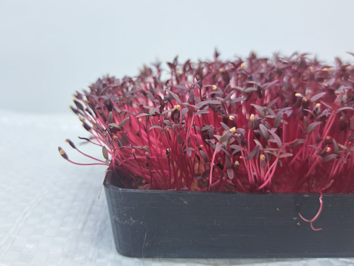 cerveny amaranth microgreens detail
